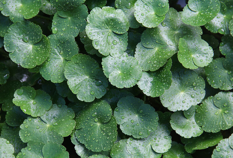 Centella asiatica, Wunderwirkstoff für makellose Haut