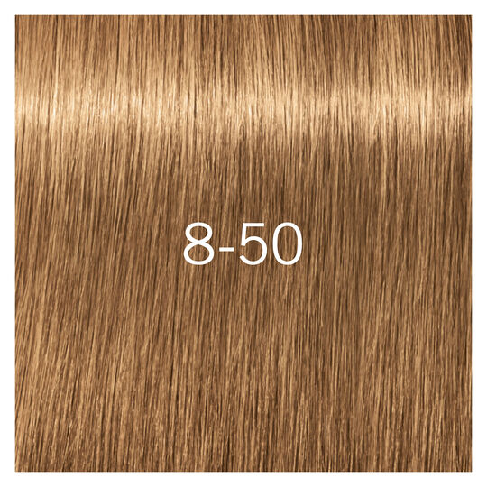 Igora Royal Absolutes 8-50